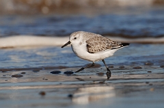 David Plant Photography - Wildlife Photographer - Sanderling feeding - C